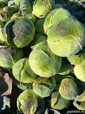 Varză Beverly Hills