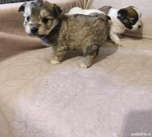 bichon havanez disponibil 