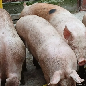 porci pik de carne  - imagine 6