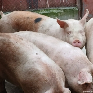 porci pik de carne  - imagine 2