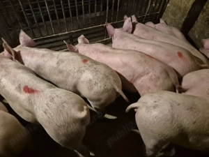 Șoldani Rasă Pic 50-70kg - imagine 1