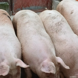 porci pik de carne  - imagine 5