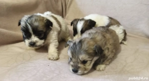 bichon havanez disponibil 