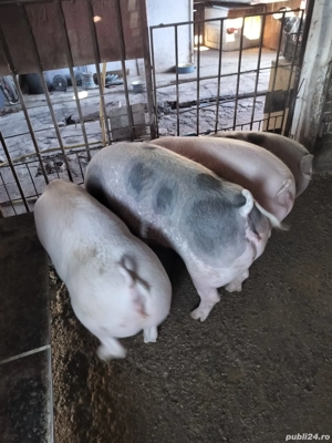 Vând porci rasa de carne - imagine 2