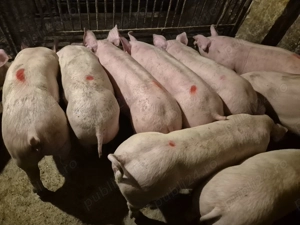 Șoldani Rasă Pic 50-70kg - imagine 2