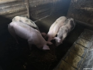 grasuni 40-60kg - imagine 2