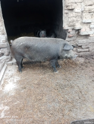 Vând porci crescuți bio 