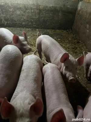 Purcei 30-40 kg - imagine 4