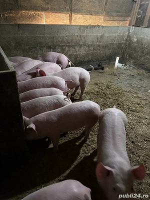 Purcei 30-40 kg - imagine 2