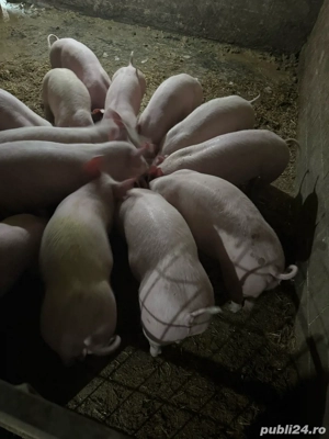 Purcei 30-40 kg - imagine 3