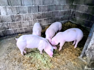 Purcei 10 săptămâni  - imagine 2