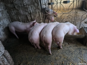 Purcei 10 săptămâni  - imagine 3