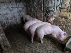 Purcei 10 săptămâni  - imagine 4