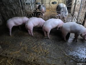 Purcei 10 săptămâni  - imagine 5