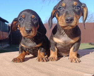 vand catei teckel - imagine 4