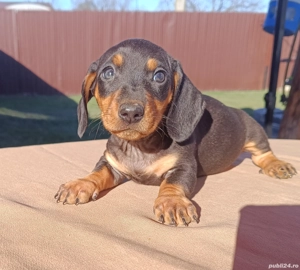 vand catei teckel - imagine 5