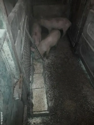 vând porci  - imagine 5