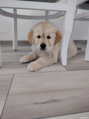 Băiețel golden retriever 