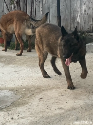 caine ciobanesc belgian de 8 luni - imagine 3