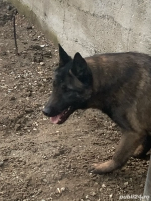 caine ciobanesc belgian de 8 luni - imagine 4