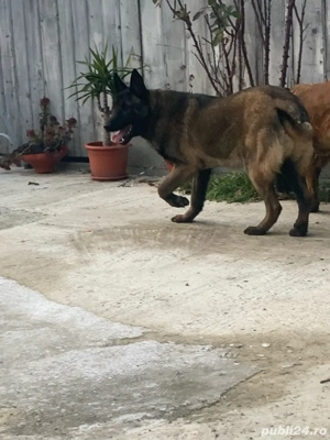 caine ciobanesc belgian de 8 luni - imagine 2