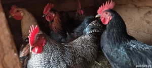 De vanzare cocosi de tara crescuti natural rog si ofer seriozitate maxima - imagine 2