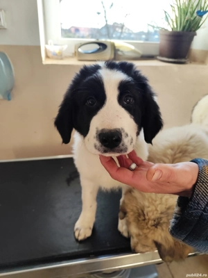 Disponibil femela Ciobanesc Romanesc de Bucovina  - imagine 2