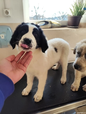 Disponibil femela Ciobanesc Romanesc de Bucovina  - imagine 3