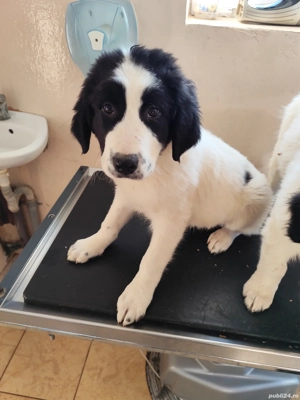 Disponibil femela Ciobanesc Romanesc de Bucovina  - imagine 4