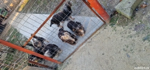 Bichon maltezi cu bichon havanez - imagine 4