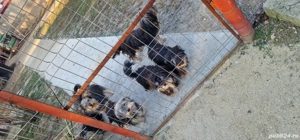 Bichon maltezi cu bichon havanez - imagine 3