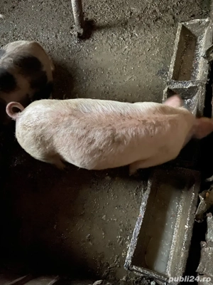 purcei de vanzare - imagine 3