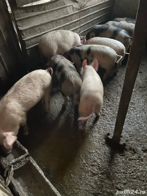 purcei de vanzare - imagine 2