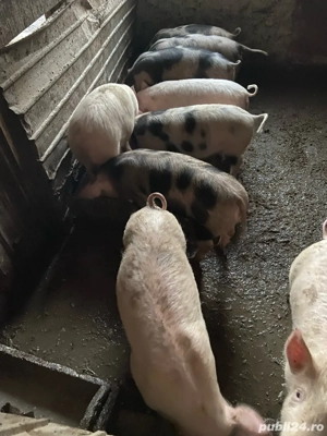 purcei de vanzare - imagine 4
