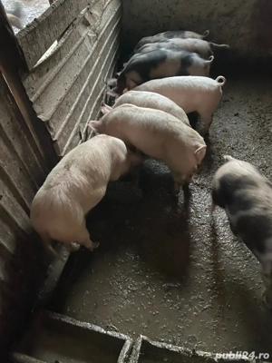 purcei de vanzare - imagine 5