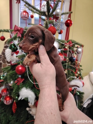 Teckel Baiat mini deosebit