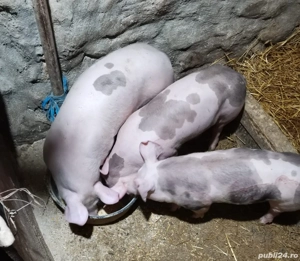 Purcei - Grăsuni de vânzare - Pietrain si Marele Alb - imagine 2