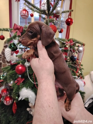 Teckel Baiat mini deosebit - imagine 4