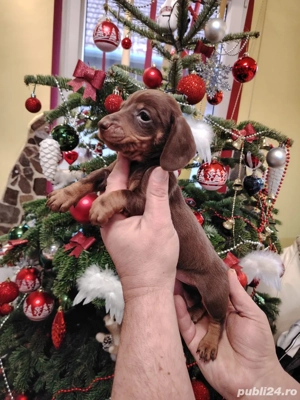 Teckel Baiat mini deosebit - imagine 3