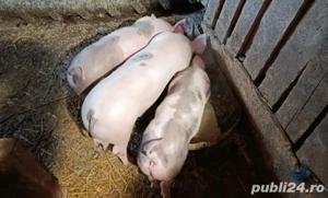 Purcei - Grăsuni de vânzare - Pietrain si Marele Alb - imagine 4
