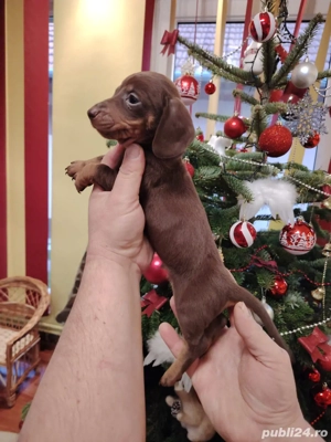 Teckel Baiat mini deosebit - imagine 2