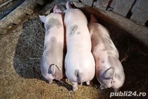 Purcei - Grăsuni de vânzare - Pietrain si Marele Alb - imagine 3
