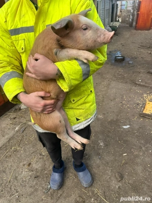 vand purcei  - imagine 3