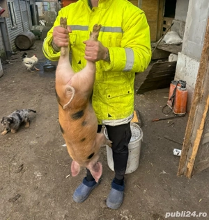 vand purcei  - imagine 2