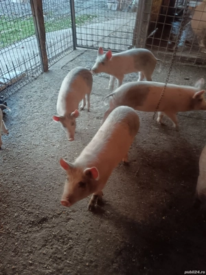 vand purcei - imagine 4