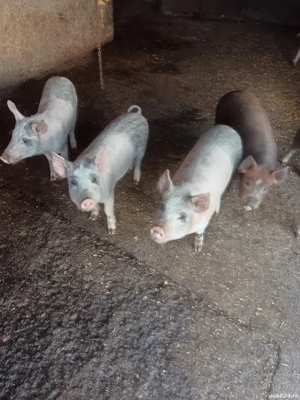 vand purcei - imagine 3