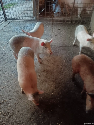 vand purcei - imagine 2