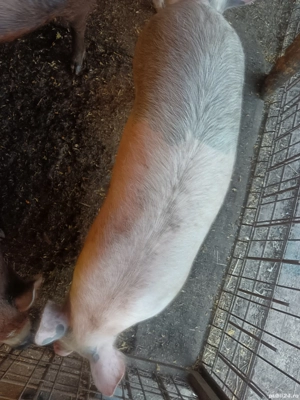 vand purcei - imagine 5