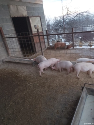 Vând purcei landrace - imagine 3