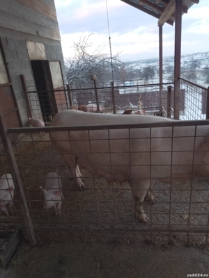 Vând purcei landrace - imagine 2